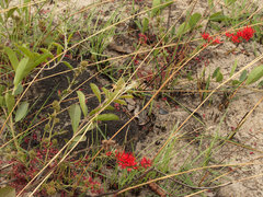 Combretum platypetalum