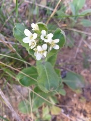 Noccaea perfoliata