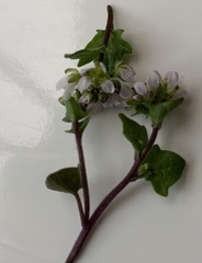 Cochlearia danica