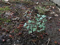 Corydalis glaucescens