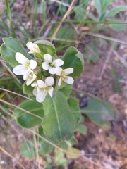 Noccaea perfoliata