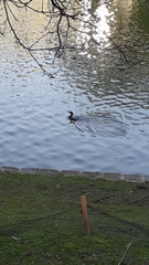 Phalacrocorax carbo