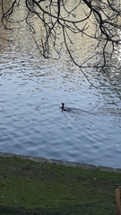 Phalacrocorax carbo