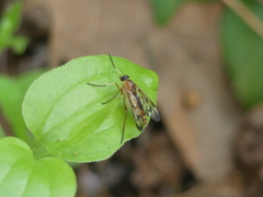 Rhagio albicornis