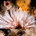 Southern Fanworm - Photo (c) Marine Explorer (Dr John Turnbull), some rights reserved (CC BY-NC-SA)