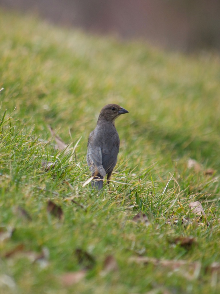 Brown-headed Cowbird from Canton, OH, USA on March 23, 2021 at 02:56 PM ...