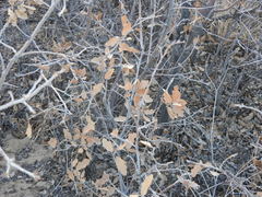 Quercus × undulata