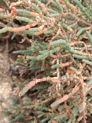 iNaturalist observation photo of Pacific Glasswort