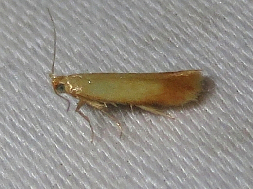 The Golden Sweeper