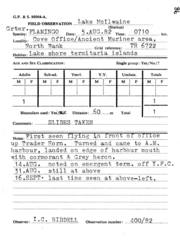 Phoenicopterus roseus