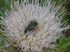 Osmia chalybea