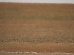 Eupodotis senegalensis