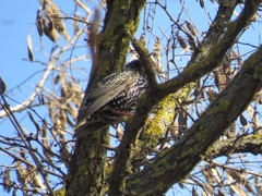 Sturnus vulgaris