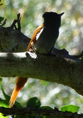 Terpsiphone viridis plumbeiceps