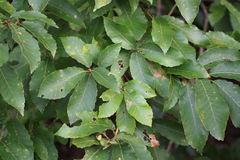 Quercus aliena
