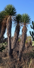 Yucca periculosa