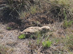 Burhinus capensis capensis