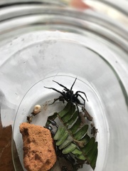 Linothele longicauda