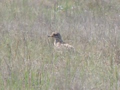 Burhinus capensis capensis