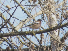 Fringilla coelebs