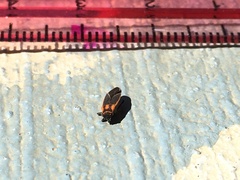 Ochrimnus lineoloides