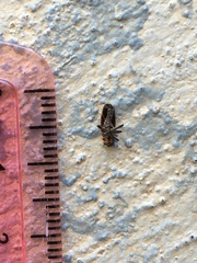 Ochrimnus lineoloides