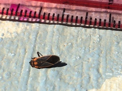 Ochrimnus lineoloides