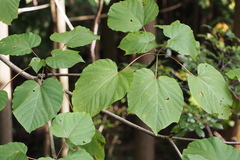 Vernicia fordii