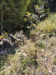 Pistacia × saportae