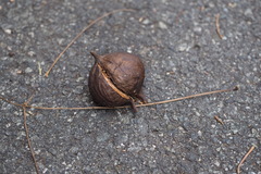 Vernicia fordii