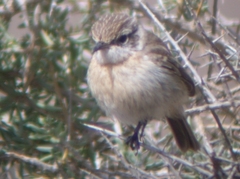 Saxicola dacotiae