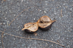 Vernicia fordii