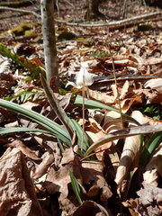 Erythronium albidum