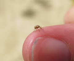 Nanophyinae