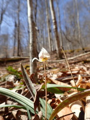 Erythronium albidum