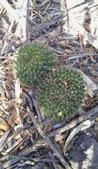 Mammillaria karwinskiana