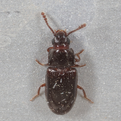 Pharaxonotha kirschii