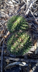 Mammillaria karwinskiana