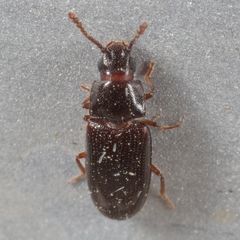 Pharaxonotha kirschii