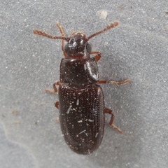 Pharaxonotha kirschii