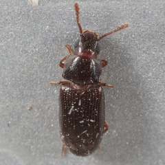 Pharaxonotha kirschii
