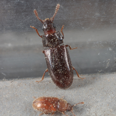 Pharaxonotha kirschii