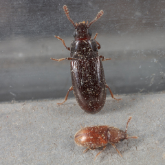 Pharaxonotha kirschii