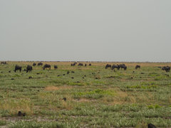 Connochaetes taurinus