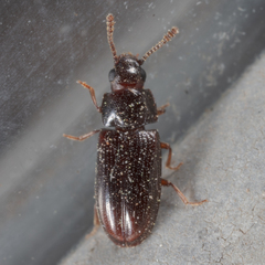 Pharaxonotha kirschii