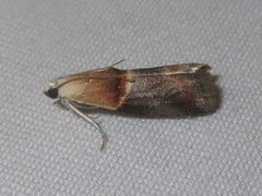 Acrobasis demotella