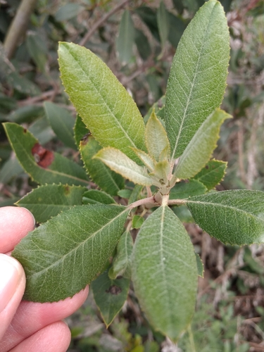 iNaturalist observation photo of Toyon