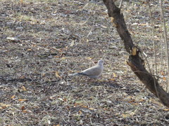 Streptopelia decaocto