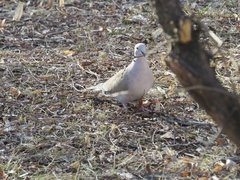 Streptopelia decaocto