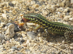 Podarcis filfolensis maltensis